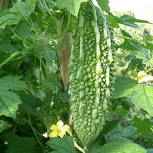 gouya1.jpg