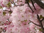 info2010_miyakonishiki.jpg