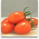 tomato25_shadow.jpg