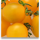 tomato8_shadow.jpg